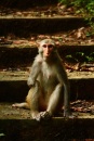One-armed Macaque, Hong Kong