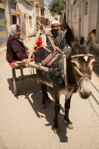 Donkey, Yarkand