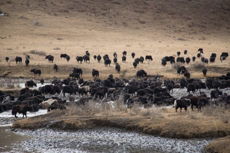 Yak herd in retreat © Jo James