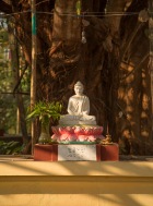 Buddha and peepul tree