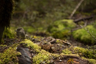 New Zealand robin