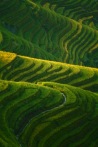 Rice Terraces, Guangxi