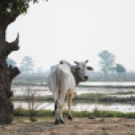Cow and Tree